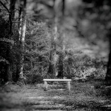 Bench In The Forest thumb