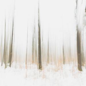 Collection Forest Bathing