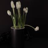 Collection Rogier Boddendjik