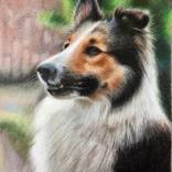 Collie by Evgen Karpenko