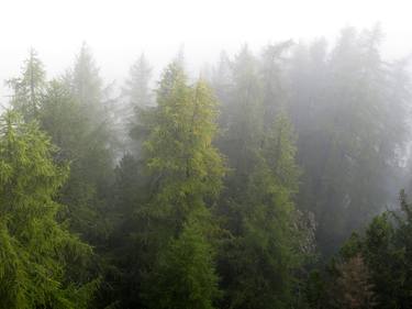 Trees in the Cloud thumb