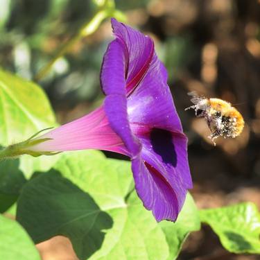 Morning Glory Bee - Limited Edition of 22 thumb
