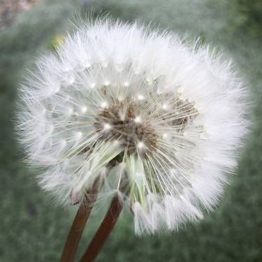 Original Floral Photography by Harriet Brocket