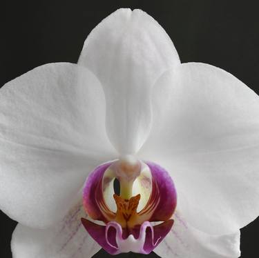 Orchid - Limited Edition of 22 thumb