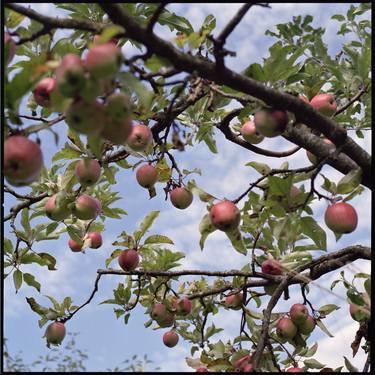 Apple Tree thumb