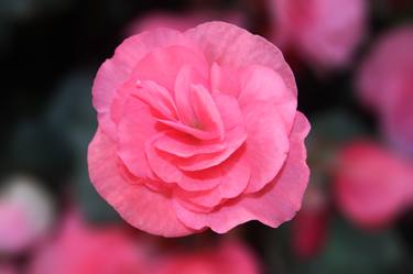 Pink Begonias Flower thumb