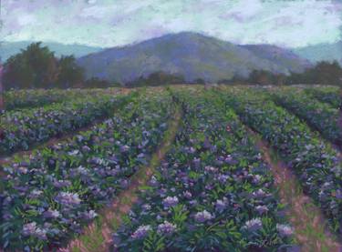 Purple Potato Field | Adirondack Mountains | Tucker Farm Pastel thumb