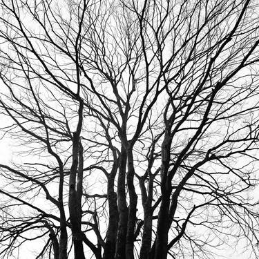 Print of Tree Photography by Gabriele Rampinini