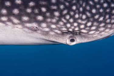 WhaleShark - Limited Edition of 10 thumb
