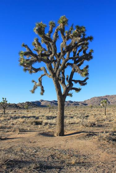 Print of Photorealism Tree Photography by Gioacchino Randazzo