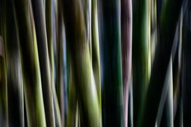 Original Abstract Nature Photography by Chris Lake