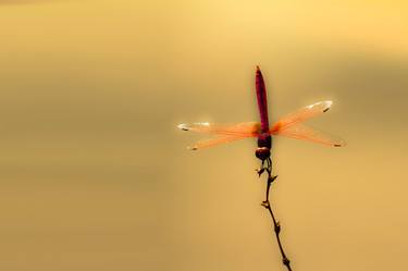 dragonfly on balance - Limited Edition of 100 thumb