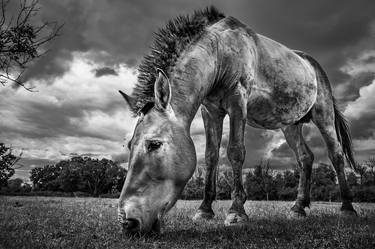 Original Abstract Animal Photography by David Foti