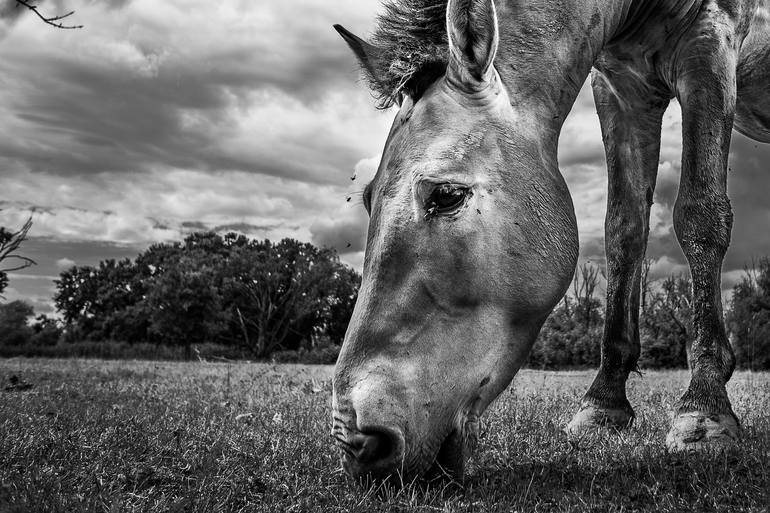 Original Animal Photography by David Foti