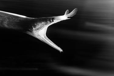 Original Documentary Fish Photography by Henley Spiers