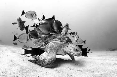 Original Animal Photography by Henley Spiers