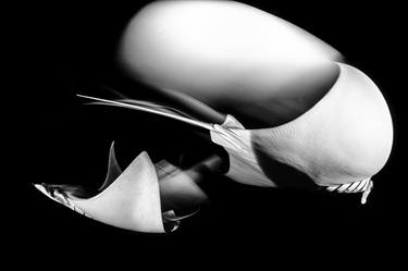 Mobula Ray Ballet - Limited Edition of 10 thumb