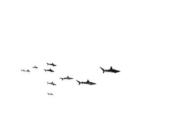 10 Sharks - Limited Edition of 12 thumb