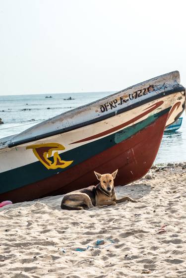 Alone dog at the beach sitting under a shade of a boat thumb