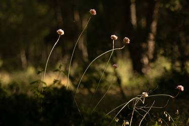 Print of Fine Art Floral Photography by Javier Nuñez