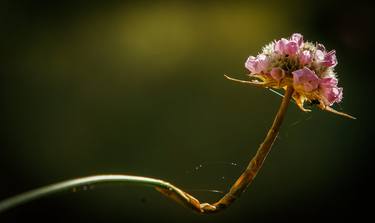 Original Floral Photography by Javier Nuñez