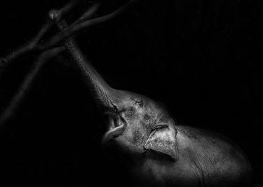Original Conceptual Animal Photography by Yevhen Samuchenko