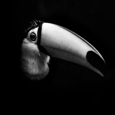 Original Conceptual Animal Photography by Yevhen Samuchenko