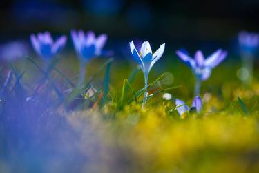 Print of Botanic Photography by Carola Vahldiek