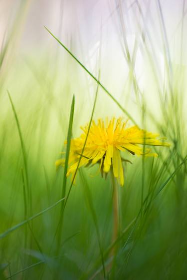 Print of Botanic Photography by Carola Vahldiek