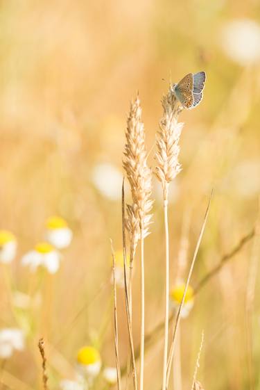 Hauhechel-Bläuling auf Getreide-Ähre (Common blue butterfly on corn) thumb
