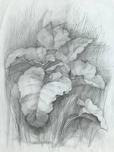 Original Fine Art Nature Drawings by Anastasia Terskih