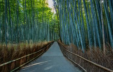 Magical Bamboo Forest Kyoto - Limited Edition of 25 thumb