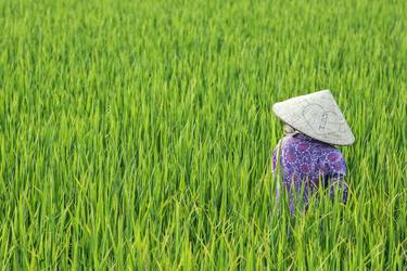 Woman in the rice field - Limited Edition of 50 thumb