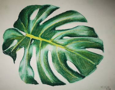 Monstera leaf thumb