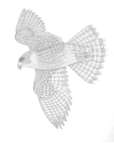 Juvenile Peregrine Falcon thumb
