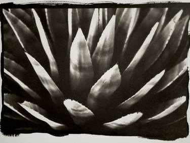 Print of Abstract Botanic Photography by Huw Talfryn Walters