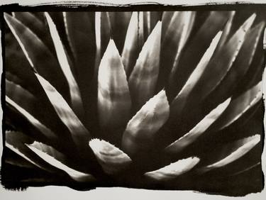 Spanish Daggers, Arizona - Platinum Print, Limited Edition of 5 thumb