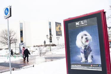 Street view with pet fashion billboard thumb