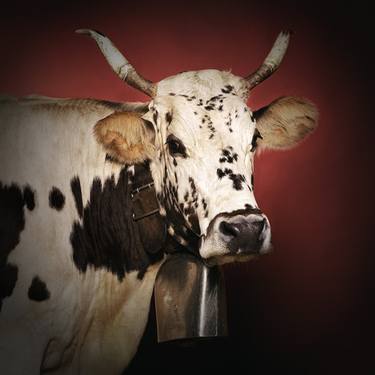 Icon or just cattle - Cow Portraits - Ryf - Limited Edition of 10 thumb
