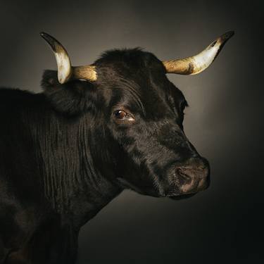 Icon or just cattle - Cow Portraits Dexter - Limited Edition of 10 thumb