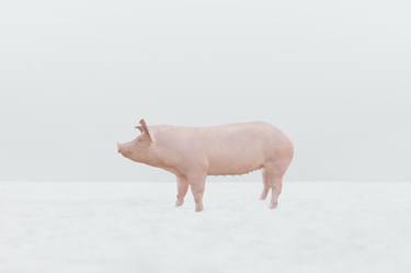 Pig in the snow - Limited Edition of 16 thumb