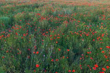 Poppy field - Limited Edition of 8 thumb