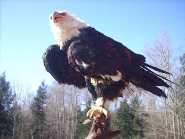 Natural Life-Like Eagle "Sojourner" Sculpture - Patriotic American Freedom Eagle Art - Rare 1 of 1 thumb