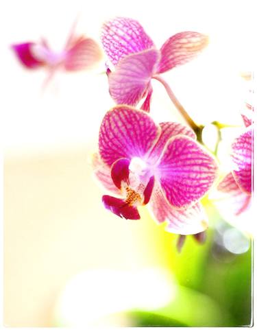 Orchid - Limited Edition of 75 thumb