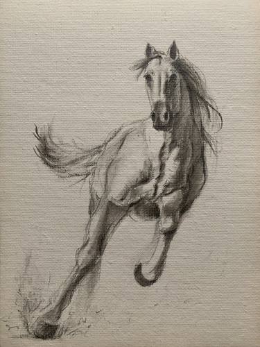 horse sketches and drawings