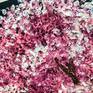 Inspired by bright colors of spring.
especially pink colors of the sakura.