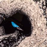The Petri Dish Project - Becoming (manifest 01) by JD Doria