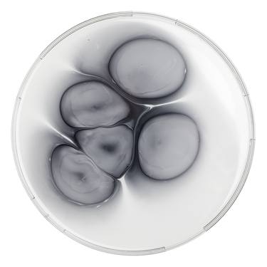 MorphoGenesis / Manifest 1 / The Petri Dish Project thumb
