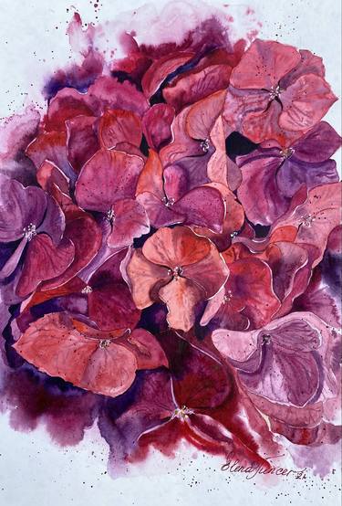 ''Maybe Spring'' Red Hydrangea in watercolor thumb