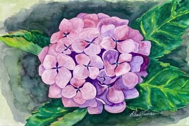 "Subtlety"  Purple Hydrangea Flower, Floral Artwork, Watercolor thumb